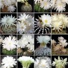 Discocactus variety MIX cactus cacti rare seed 50 SEEDS
