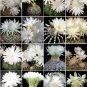 Discocactus variety MIX cactus cacti rare seed 50 SEEDS