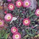 Cephalophyllum caespitosum mesemb cactus seed 100 SEEDS