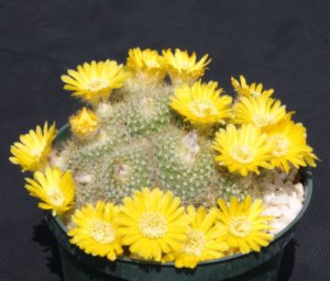 Parodia aureispina @J@ cacti rare cactus seed 100 SEEDS