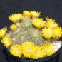 Parodia aureispina @J@ cacti rare cactus seed 100 SEEDS