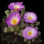 Frithia pulchra rare cactus mesembs cacti seed 50 SEEDS
