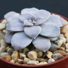 Graptopetalum pentandrum rare flower succulent plant 4"