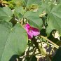 Uncarina stellulifera caudex @ rare succulents 50 SEEDS