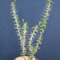 Euphorbia guillemetii hybrid rare succulent plant 4"pot