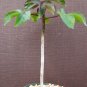 Jatropha gossypiifolia rare succulent plant cacti 6 pot