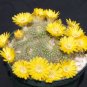 Parodia aureispina rare succulent plant cacti cactus 4"