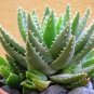 Aloe brevifolia @ plant succulent cactus agave cacti 4"