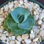 Agave isthmensis @ rare succulent plant cactus cacti 4"