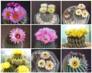 Notocactus VARIETY MIX @ Parodia cactus seed 1000 SEEDS