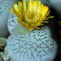 Dinteranthus vanzylii rare mesembs cacti seed 100 SEEDS