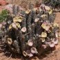 Hoodia gordonii rare diet succulent cacti seed 10 seeds