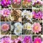 Ariocarpus variety mix, rare cactus seed cacti 50 SEEDS