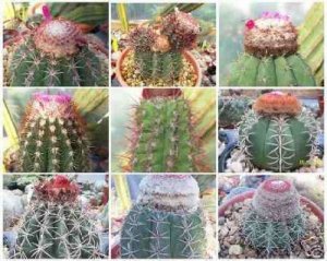 Melocactus MIX exotic cacti rare cactus seed 5000 SEEDS