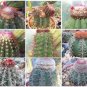 Melocactus MIX exotic cacti rare cactus seed 5000 SEEDS