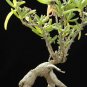 Mestoklema macrorrhizum rare mesemb cacti seed 50 SEEDS