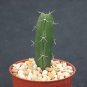 Acanthocereus tetragonus rare florida native cactus plant cacti stock grafting 4