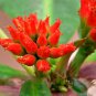 Euphorbia Viguieri, exotic rare succulent seed 20 seeds