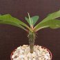 Euphorbia Viguieri, exotic rare succulent seed 20 seeds