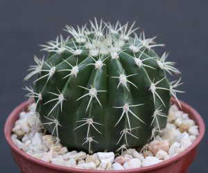 Melocactus sp. de SARDA @@ exotic cacti plant cactus 4"