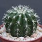 Melocactus sp. de SARDA @@ exotic cacti plant cactus 4"