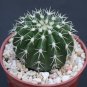 Melocactus sp. de SARDA @@ exotic cacti plant cactus 4"