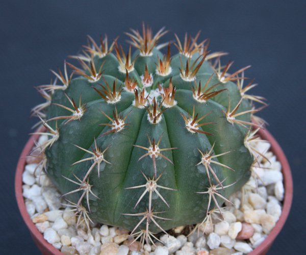 Melocactus conoideus, exotic rare cacti plant cactus 4