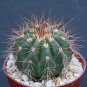 Melocactus ernestii @ exotic rare cacti plant cactus 4"