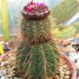 Melocactus ernestii @ exotic rare cacti plant cactus 4"