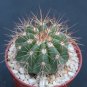 Melocactus ernestii @ exotic rare cacti plant cactus 4"