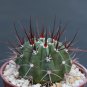 Melocactus longispinus @J@ exotic cacti plant cactus 4"