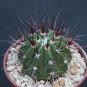 Melocactus longispinus @J@ exotic cacti plant cactus 4"
