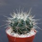 Melocactus ernestii v. albispinus cacti plant cactus 4"