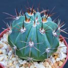 Melocactus pachyacantus exotic @@ cacti plant cactus 4"