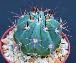 Melocactus pachyacantus exotic @@ cacti plant cactus 4"