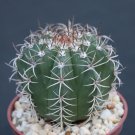 Melocactus matanzanus rare exotic cacti plant cactus 4"