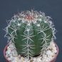Melocactus matanzanus rare exotic cacti plant cactus 4"