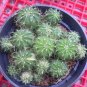 Melocactus ruestii variegated exotic cactus collection rare seed cacti 50 SEEDS