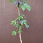 Jatropha gossypiifolia rare succulent plant cacti 8 pot