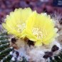 Parodia schumanniana @@ notocactus rare plant cactus 4"
