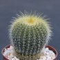 Parodia schumanniana @@ notocactus rare plant cactus 4"