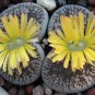 Lithops aucampiae @@ living stone cactus seed 100 SEEDS