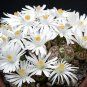 Lithops karasmontana living stone cactus seed 100 SEEDS