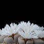 Lithops karasmontana living stone cactus seed 100 SEEDS