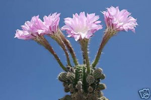 Echinopsis oxygona @J@ rare cactus seed cacti 100 SEEDS