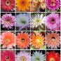 ECHINOPSIS variety mix cacti cacti shick seed 100 SEEDS