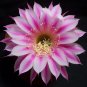 ECHINOPSIS variety mix cacti cacti shick seed 100 SEEDS