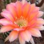 ECHINOPSIS variety mix cacti cacti shick seed 100 SEEDS
