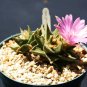 Ariocarpus trigonus cactus rare cacti seed 10 SEEDS