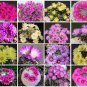 Mammillaria MIX @ pincushion rare cactus seed 300 SEEDS